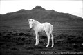 Horses for Anna